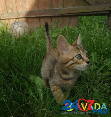 Метисы бенгальской кошки Voronezh - photo 1