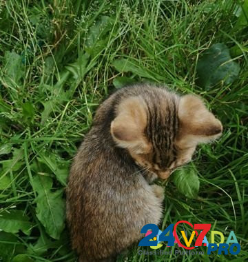 Метисы бенгальской кошки Voronezh - photo 4
