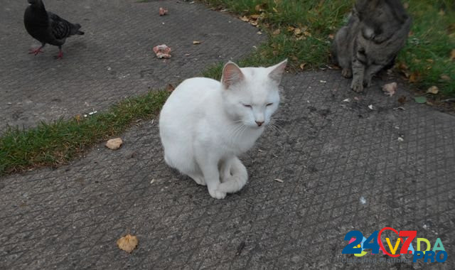 Отдам кота Bologoye - photo 5