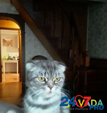 Кошка Izhevsk - photo 3
