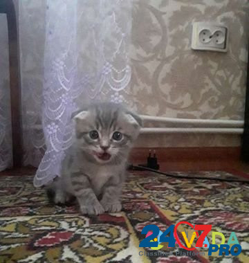 Кошка Izhevsk - photo 2