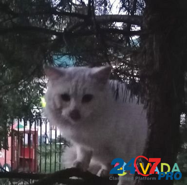 Найден кот Kstovo - photo 2