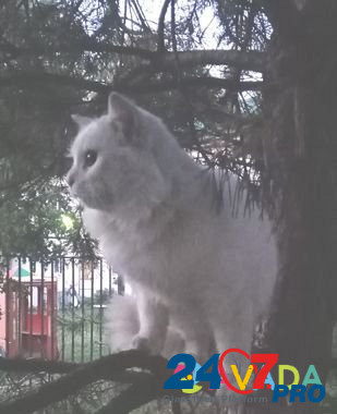 Найден кот Kstovo - photo 1