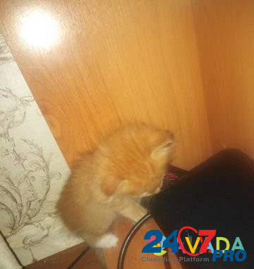 Отдам рыжих котят в добрые ручки Chapayevsk - photo 2