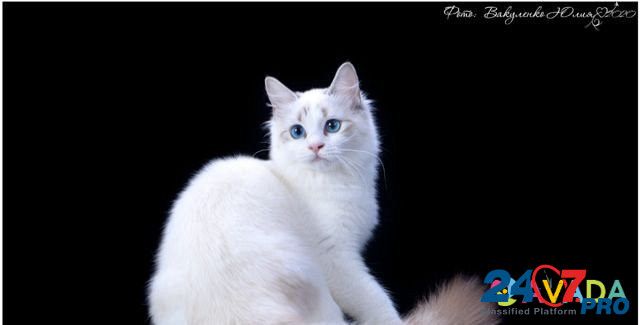 Кошка Tol'yatti - photo 5