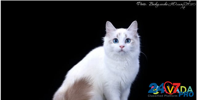 Кошка Tol'yatti - photo 4