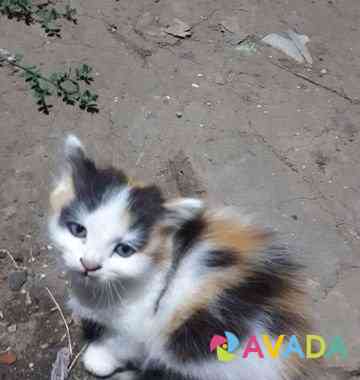 Кошечка трехцветная Kalininsk