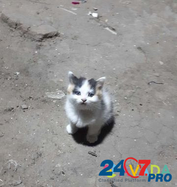Кошечка трехцветная Kalininsk - photo 3