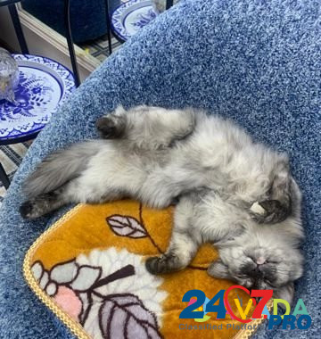 Кошка София Saratov - photo 2
