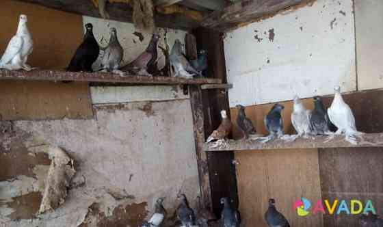 Узбекские голуби Новый Оскол