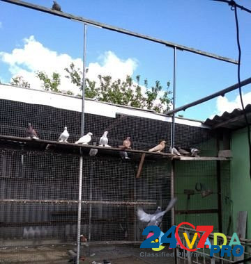 Узбекские голуби Novyy Oskol - photo 8