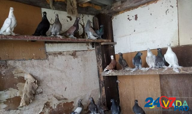 Узбекские голуби Новый Оскол - изображение 4