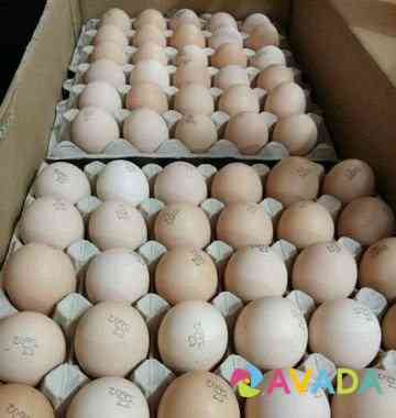 Импортное инкубационное яйцо с августа 2020 Г Vozhskiy