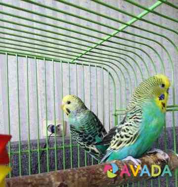 Волнистые попугаи Staraya Russa