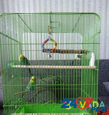 Волнистые попугаи Staraya Russa - photo 1