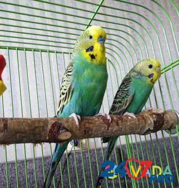 Волнистые попугаи Старая Русса - изображение 2