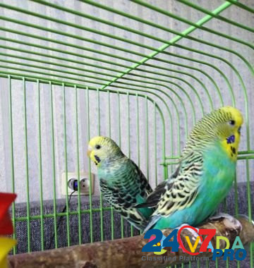 Волнистые попугаи Старая Русса - изображение 3