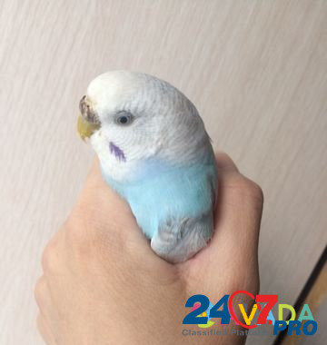 Улетел попугайчик Gelendzhik - photo 2