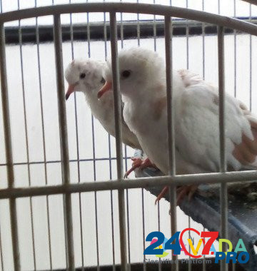 Продам певчих попугаев Pereslavl'-Zalesskiy - photo 2