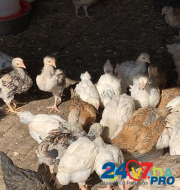 Цыплята, подростки, куры молодки Obukhovo - photo 4
