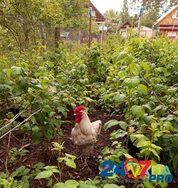 Курицы и петух Tikhvin - photo 1