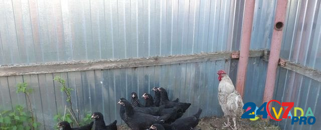 Курицы и петух Tikhvin - photo 3