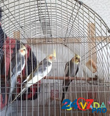 Попугаи Будённовск - изображение 1