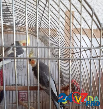 Попугаи Будённовск - изображение 2