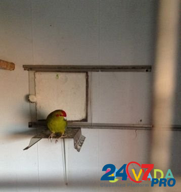 Прыгающий попугай какарик Гуково - изображение 2