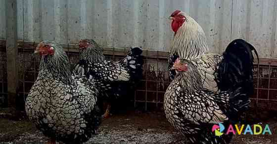 Инкубац яйца и цыплята взрослые куры и семья Брянск