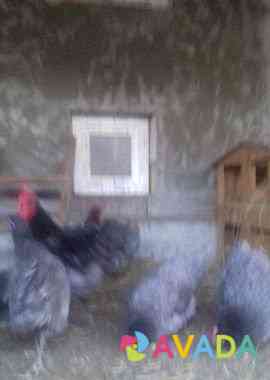 Инкубац яйца и цыплята взрослые куры и семья Bryanskoye