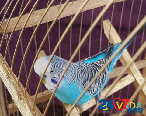 Попугай волнистый Blagodarnyy - photo 1