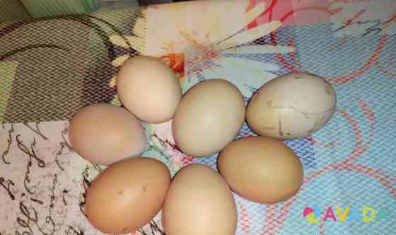 Яйца домашние Peski