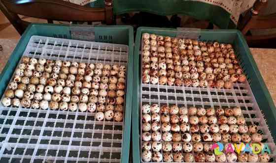 Инкубационное яйцо перепелов : Белый техас,Фараон Crimea
