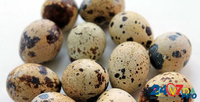 Яйцо инкубационное, перепела Белый Техасский Korkino - photo 1