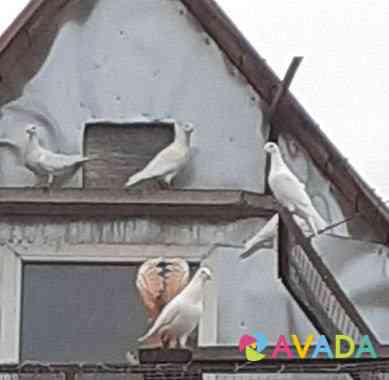 Продаются спортивные голуби Serebryanyye Prudy