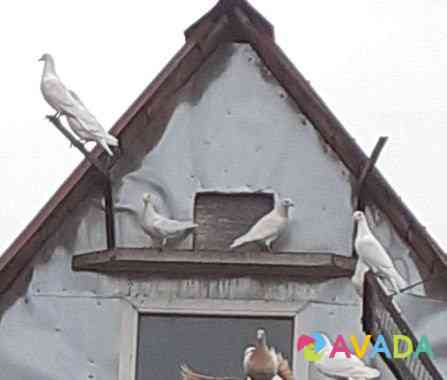 Продаются спортивные голуби Serebryanyye Prudy