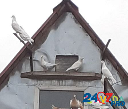 Продаются спортивные голуби Serebryanyye Prudy - photo 1