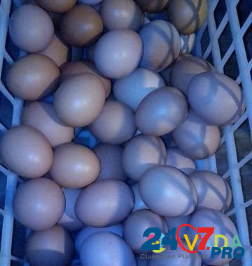 Яйцо домашнее Yermolino - photo 1