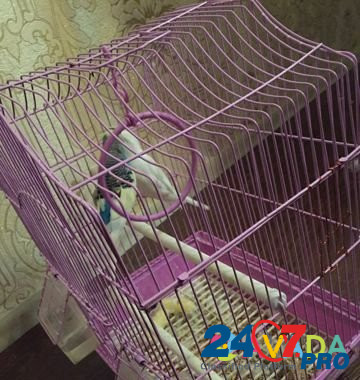Попугаи Makhachkala - photo 2