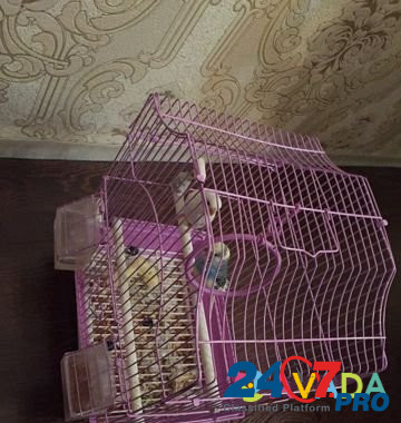 Попугаи Makhachkala - photo 3