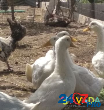 Утки белые Rostov-na-Donu - photo 4