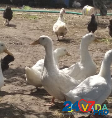 Утки белые Rostov-na-Donu - photo 3