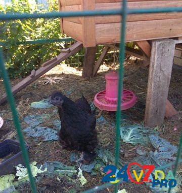 Продам курицу (Брама) Саранск - изображение 1