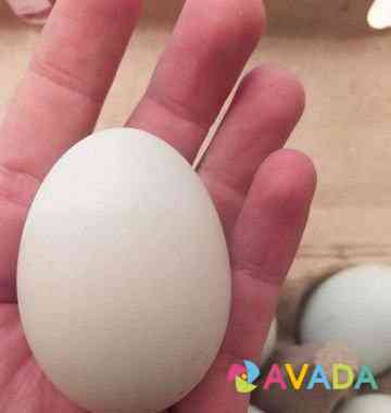 Икубационное яйцо Легбар (породистая курица) Тверь