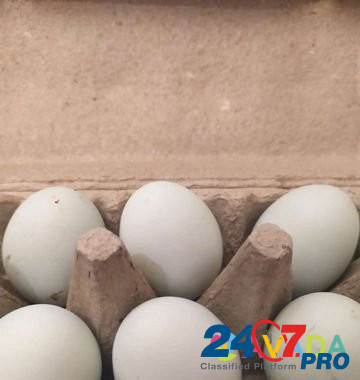 Икубационное яйцо Легбар (породистая курица) Tver - photo 1