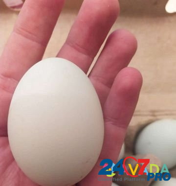 Икубационное яйцо Легбар (породистая курица) Tver - photo 2