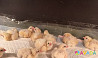 Инкубационное яйцо Цыплят Бройлера Росс-308 Kungur