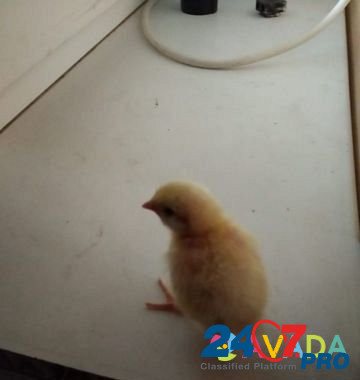 Цыплята (Перепелки) суточные до несушек, мясо Krymsk - photo 1