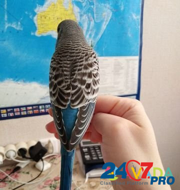 Волнистый попугай. Получех Dolgoprudnyy - photo 3